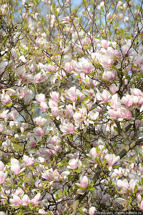 магнолия цветет Прага, Чехия магнолия цветет Прага, Чехия