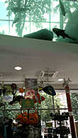 потолок над сувенирным магазином Дома моря