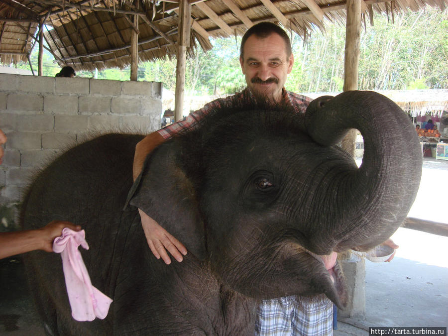 О слонах с любовью и восторгом! Пхукет, Таиланд