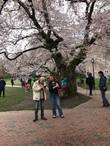 Цветение сакуры на территории Университета Вашингтона.