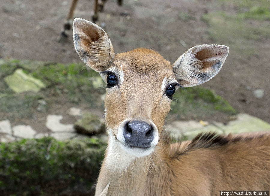 Глазки строит... Глазки строит...