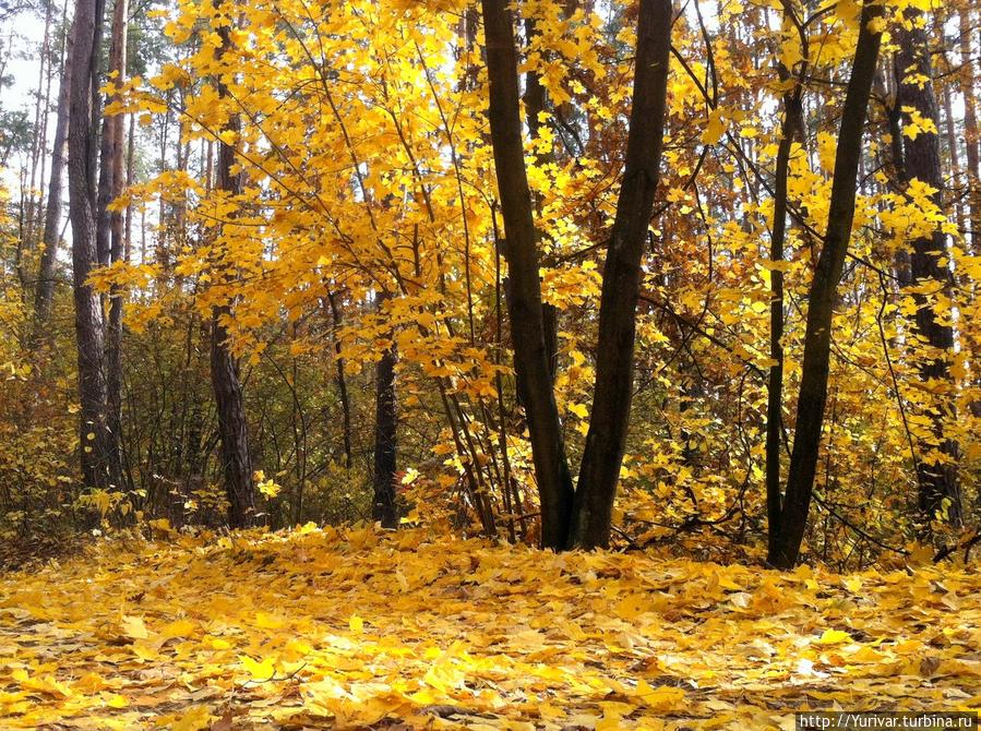 Жовтень! Красиво и как-то тепло. Не то что холодное— Октябрь Киев, Украина