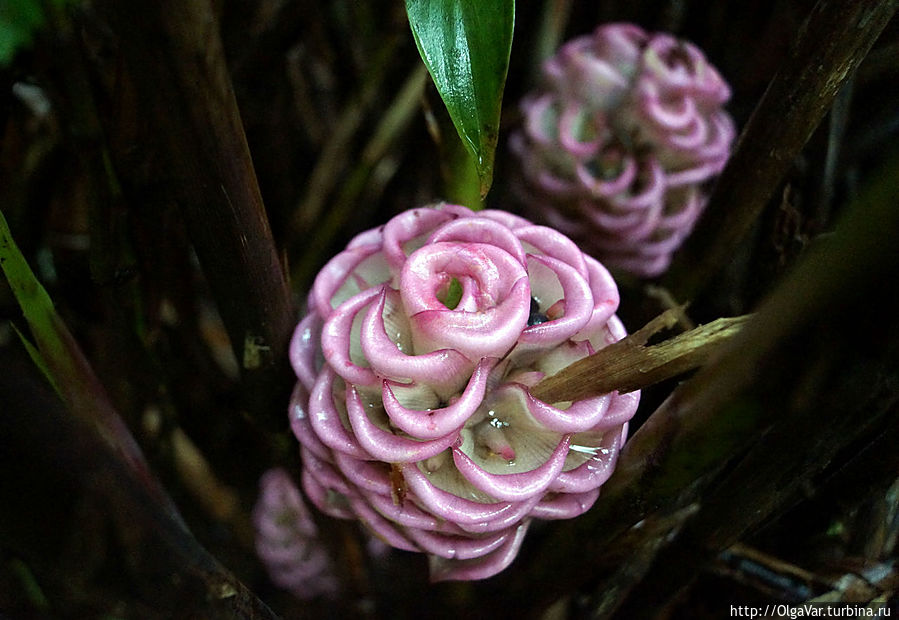 Самым нежным был цветок светло-лиловых тонов с множеством закрученных плотных лепестков Булусан, Филиппины