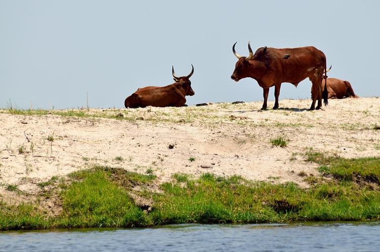 Намибийские коровы. Эх, т