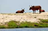 Намибийские коровы. Эх, территория Намибии была так близко, но нам ее не зачли