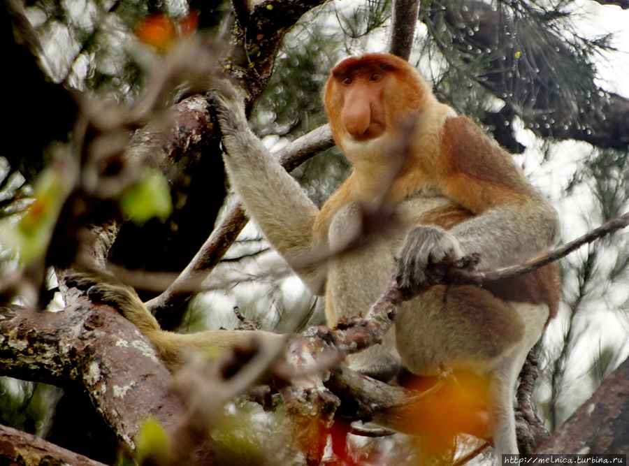 15 января. Борнео. Национальный парк Бако. Треки в джунглях Бако Национальный Парк, Малайзия