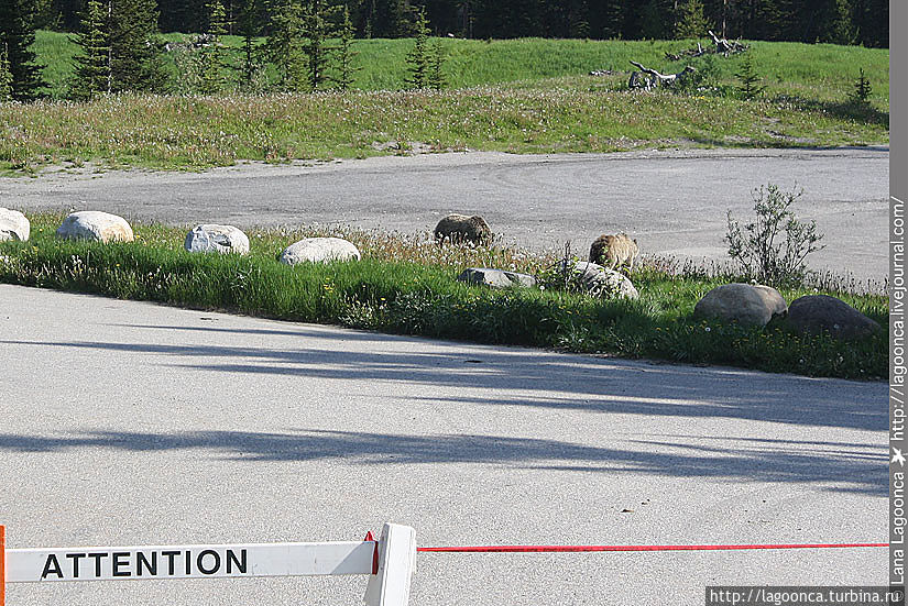 Гризли Гризли