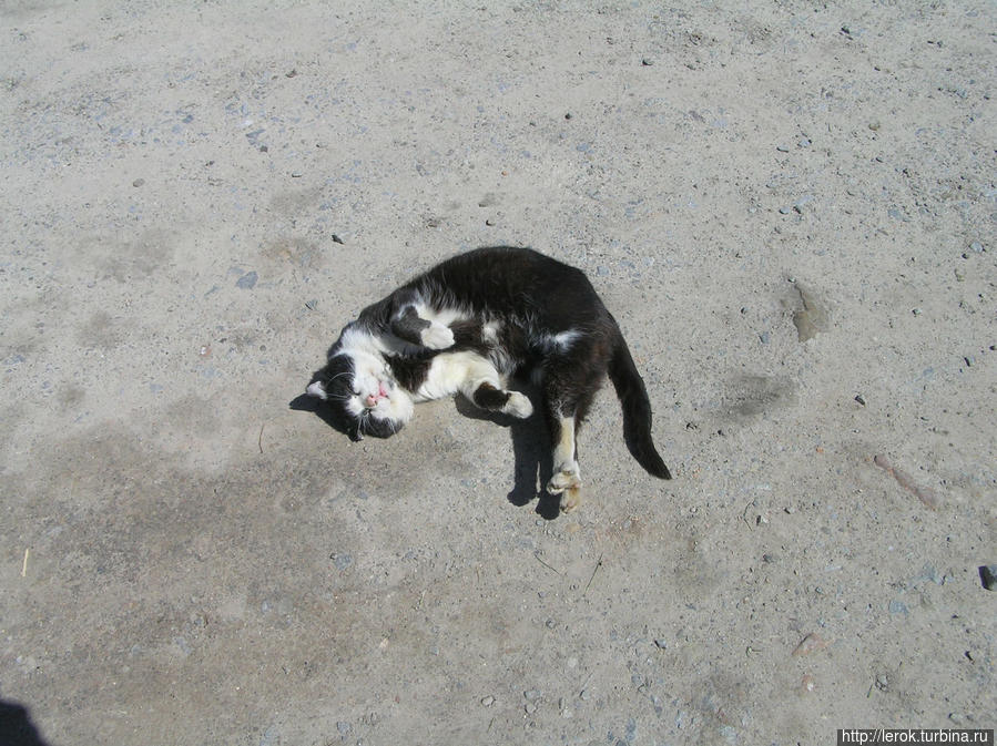 Золочевский замковый кот. Золочев, Украина