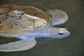 Черепаха альбинос