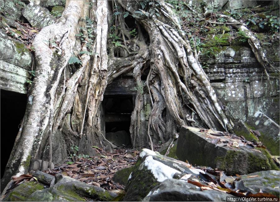 Самое таинственное дерево Та Прома — дерево-сюрприз Провинция Сиемреап, Камбоджа