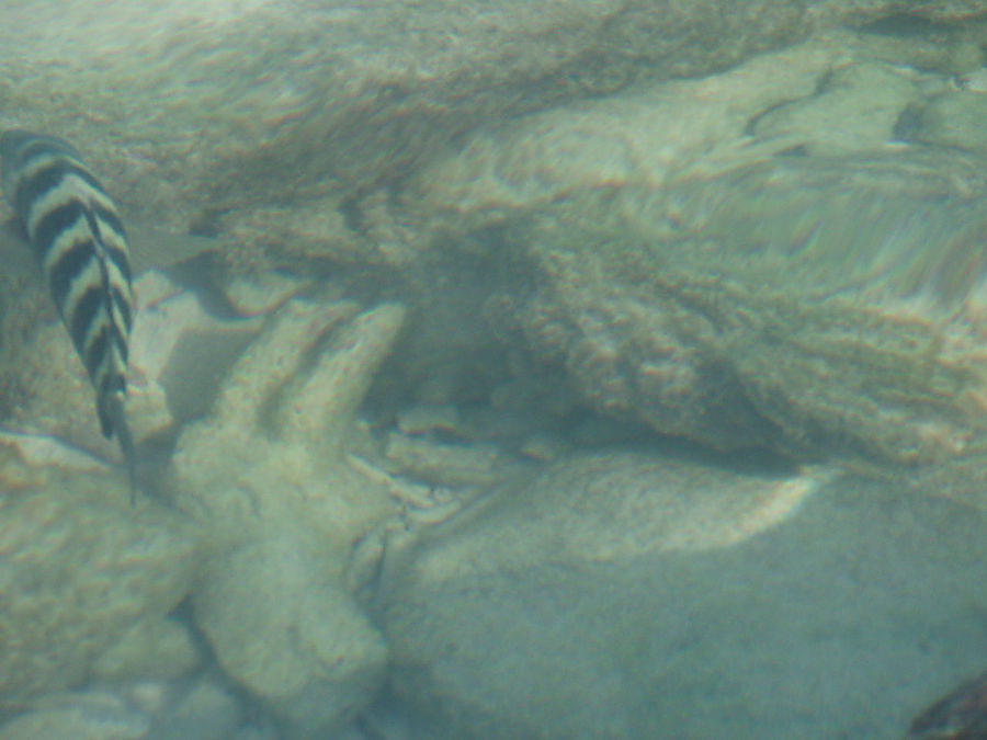 Курамати остается! Расдху Атолл, Мальдивские острова Курамати остается! Расдху Атолл, Мальдивские острова