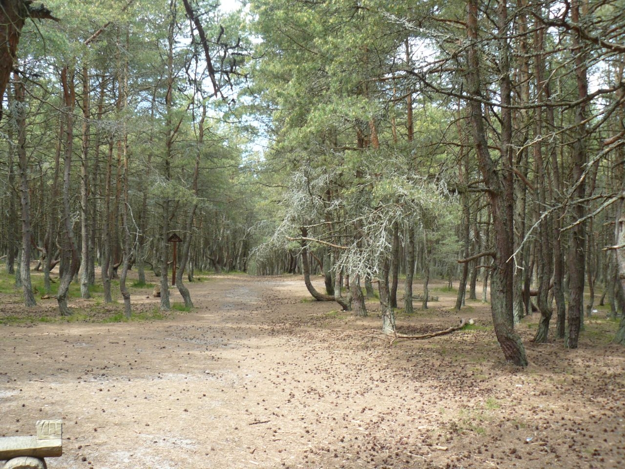 Танцующий лес Куршская Коса Национальный Парк, Россия