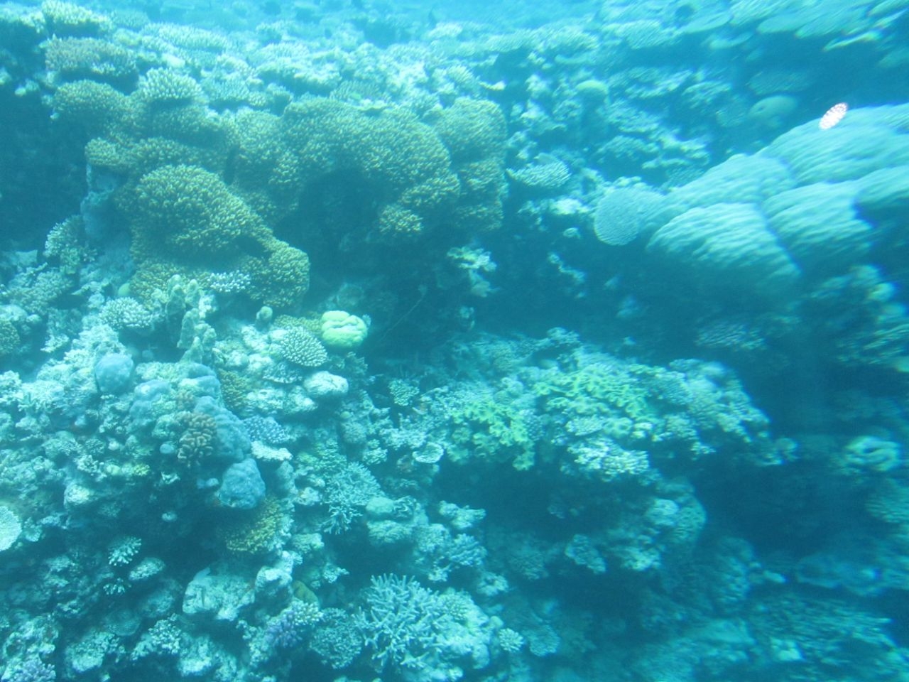 Риф Аджинкорт Большой Барьерный Риф, Австралия