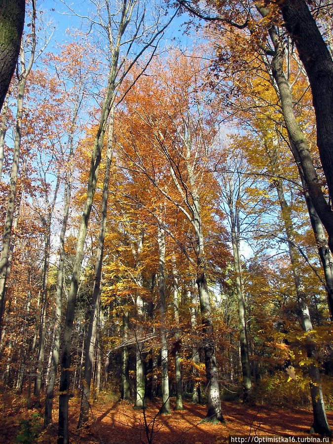 Прага в ноябре. Наша первая прогулка в парке рядом с домом Прага, Чехия Прага в ноябре. Наша первая прогулка в парке рядом с домом Прага, Чехия
