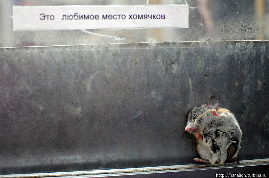 Это все что нужно знать о Питерском зоопарке Это все что нужно знать о Питерском зоопарке