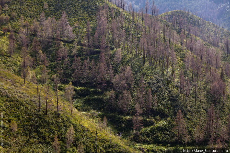 Старая конная тропа с перевала Чике-Таман Республика Алтай, Россия