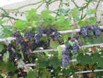 Виноград растет везде