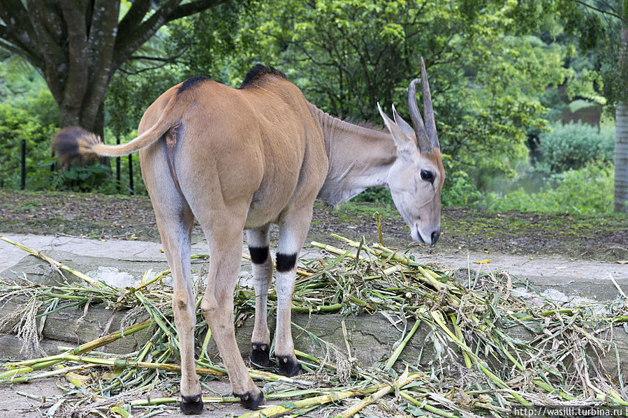 Антилопа. Антилопа.