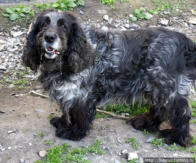 Россия. Воспоминания об удачной охоте. Россия. Воспоминания об удачной охоте.