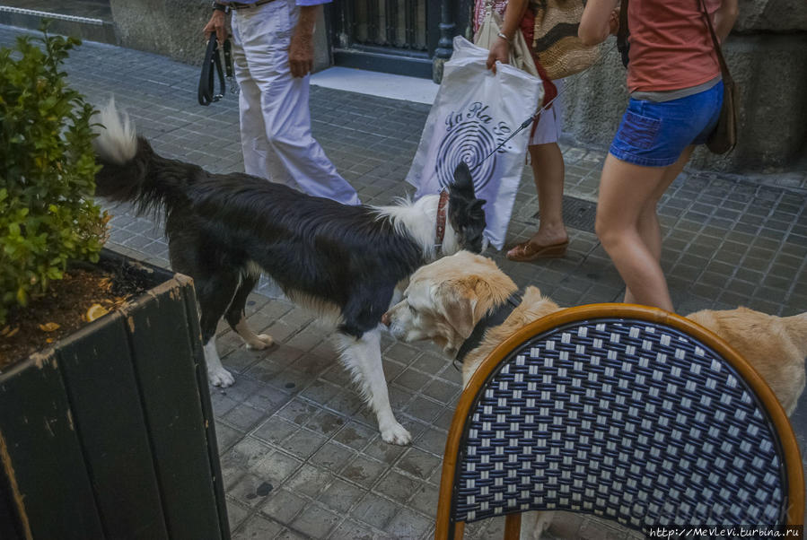 Стрит из кафе Барселона, Испания