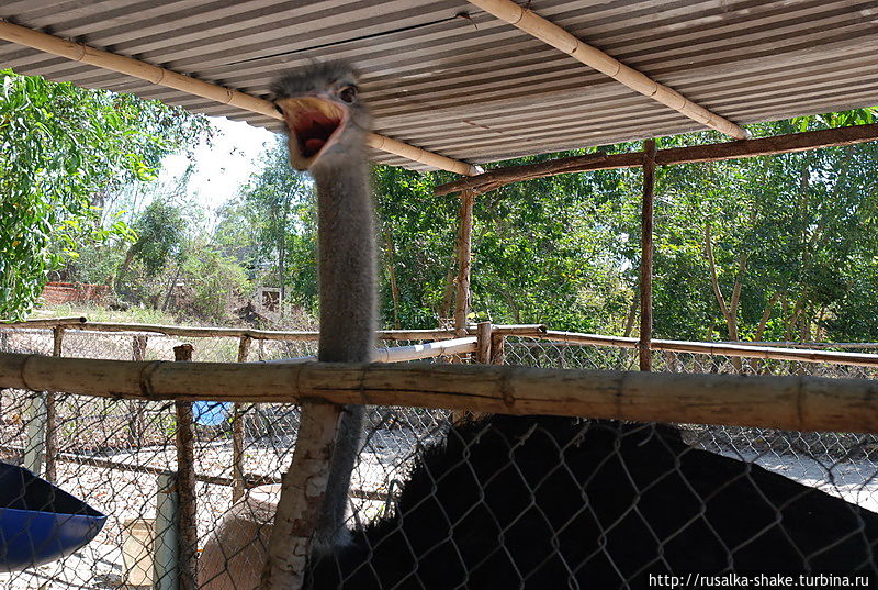 Как я не каталась на страусе Муй-Не, Вьетнам