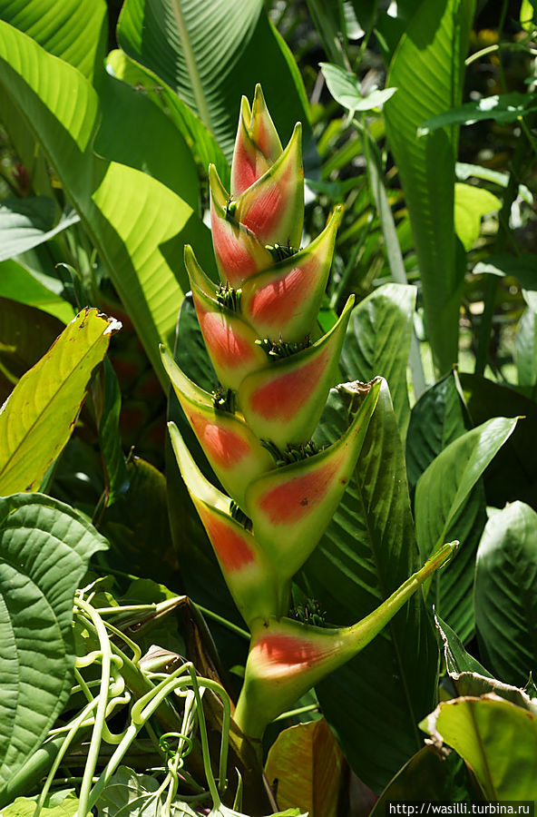 Разновидность банана. (цветок) Ява, Индонезия