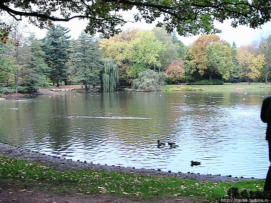 Парк Лазенки: павлины и белки Варшава, Польша