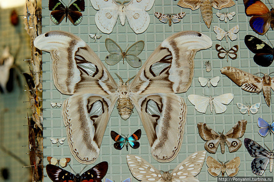 Орхидеи в замке Розенштайн Штутгарт, Германия Орхидеи в замке Розенштайн Штутгарт, Германия