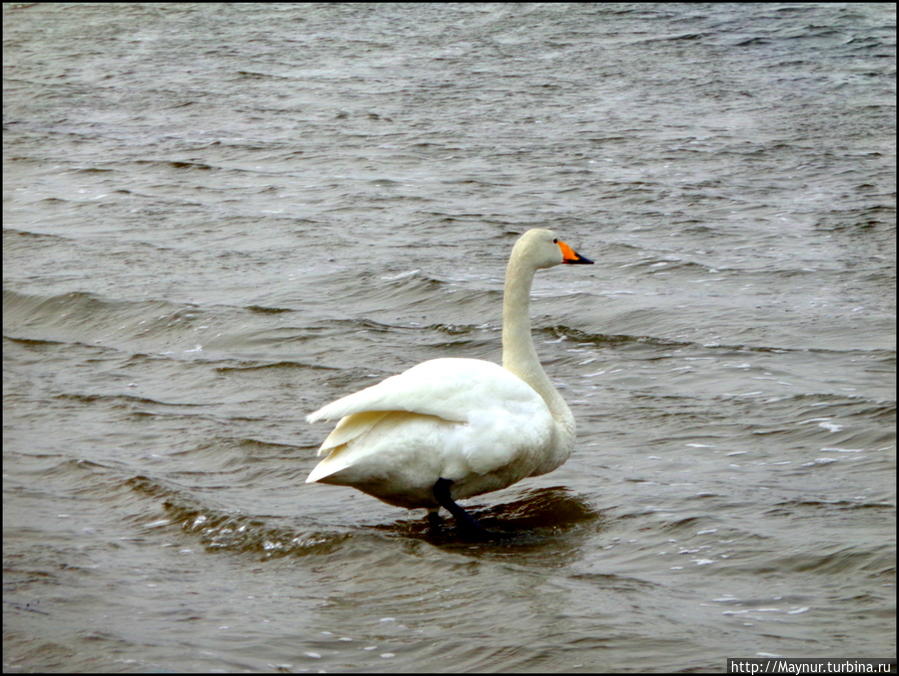 Пусть летят по небу лебеди... Южно-Сахалинск, Россия Пусть летят по небу лебеди... Южно-Сахалинск, Россия