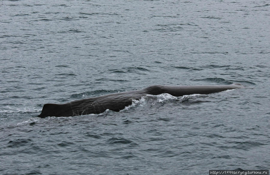 Анденес. Встреча с китом Анденес, Норвегия