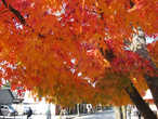 На улицах Каруизавы. Видно как красиво идёт переход цвета от зелёного к ярко-красному у осеннего клёна-момидзи.
