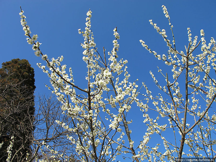 Японская слива умэ Япония Японская слива умэ Япония