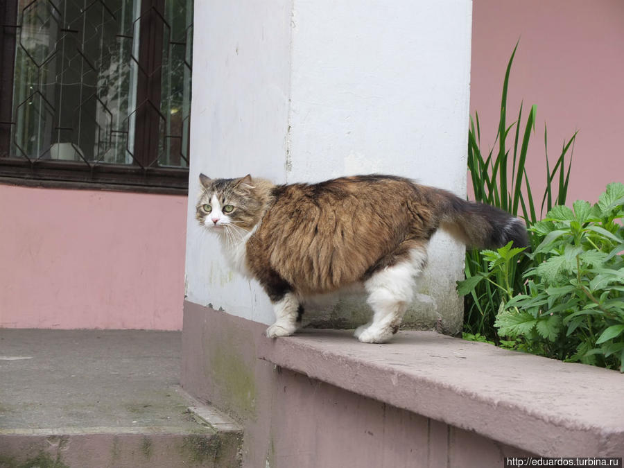 Мурчащие коты, яркие и не очень))) Санкт-Петербург, Россия Мурчащие коты, яркие и не очень))) Санкт-Петербург, Россия