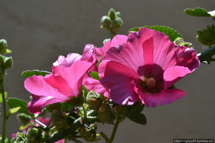 Цветы Родоса Остров Родос, Греция