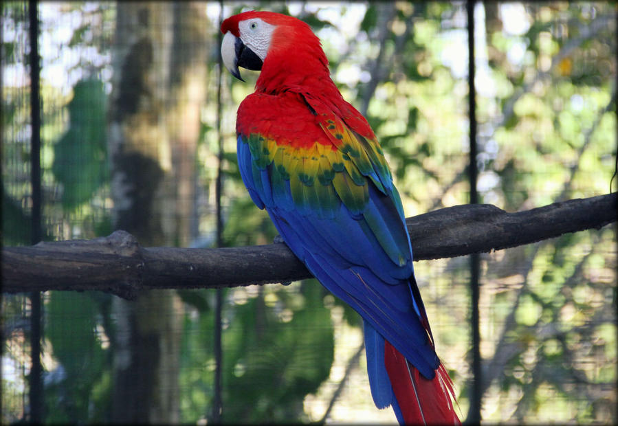 Зоопарк города Джорджтаун Джоржтаун, Гайана