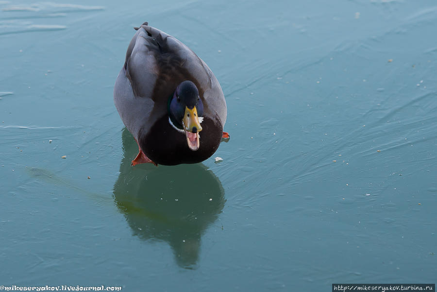 Тихая Тихань Тихань, Венгрия Тихая Тихань Тихань, Венгрия