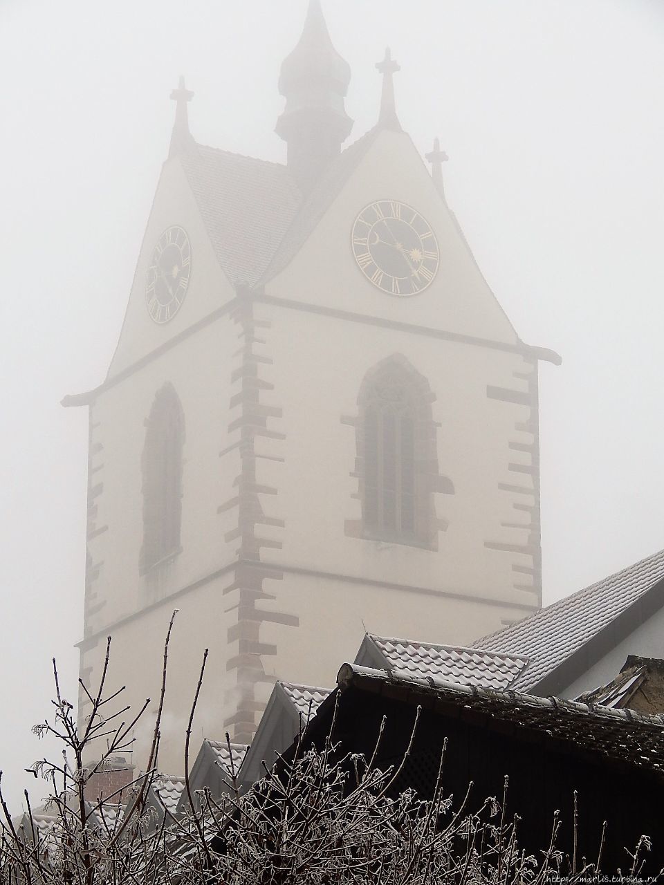 Секвойи в тумане Ендингeн-ам-Кайзерштуль, Германия
