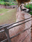 Красавец лама в профиль. Это точно лама: у него профиль длиннее, чем у альпак.