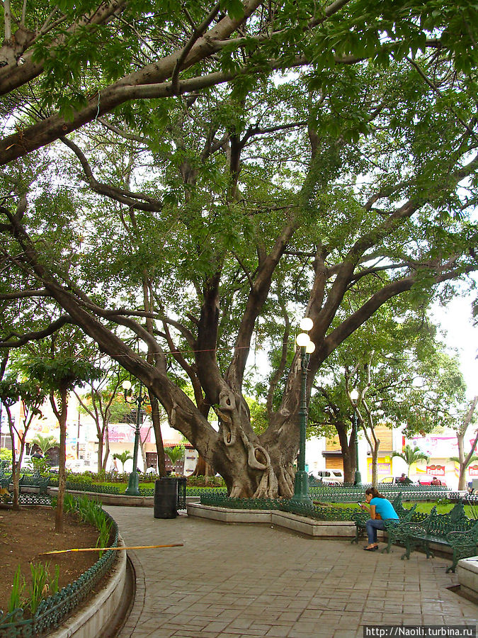 Вековые деревья в сквере Тустла-Гутьеррес, Мексика