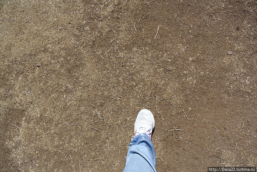 Видно, что почва болотистая Видно, что почва болотистая