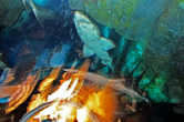 В начале туннеля имитация темной пещеры, там встречаются самые страшные акулы
