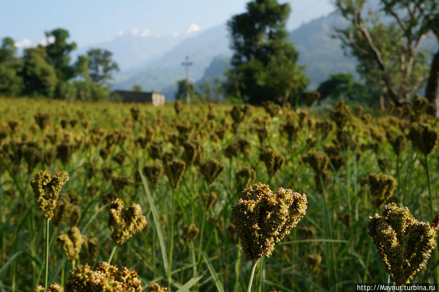 Одна   из  разновидностей   риса.  Гид   сказал,  что  из  такого  риса   делается   алкоголь. Покхара, Непал