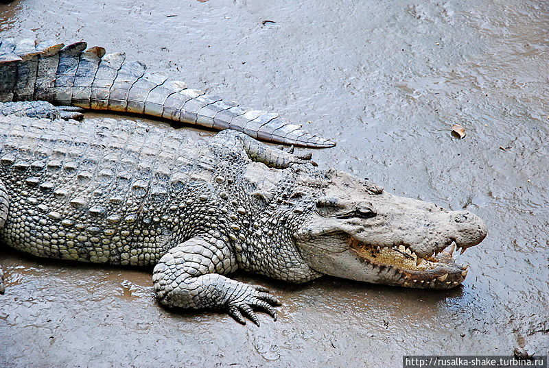 А-а, крокодилы и питоны... Лонгсюен, Вьетнам