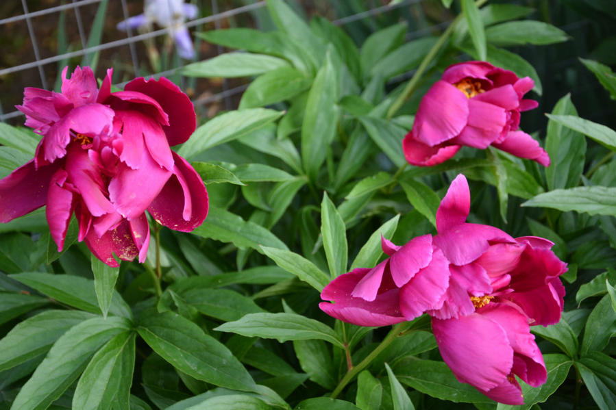 Ода пионам Москва и Московская область, Россия Ода пионам Москва и Московская область, Россия