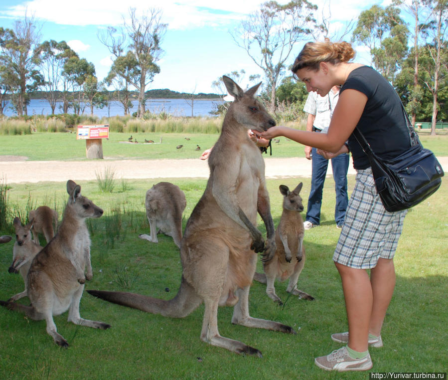 Этот удивительный животный мир Тасмании Штат Тасмания, Австралия
