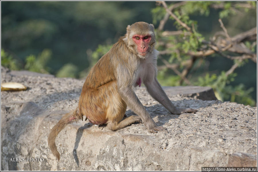 Обитатели обезьяньего дворца (Индийские Приключения ч41) Джайпур, Индия