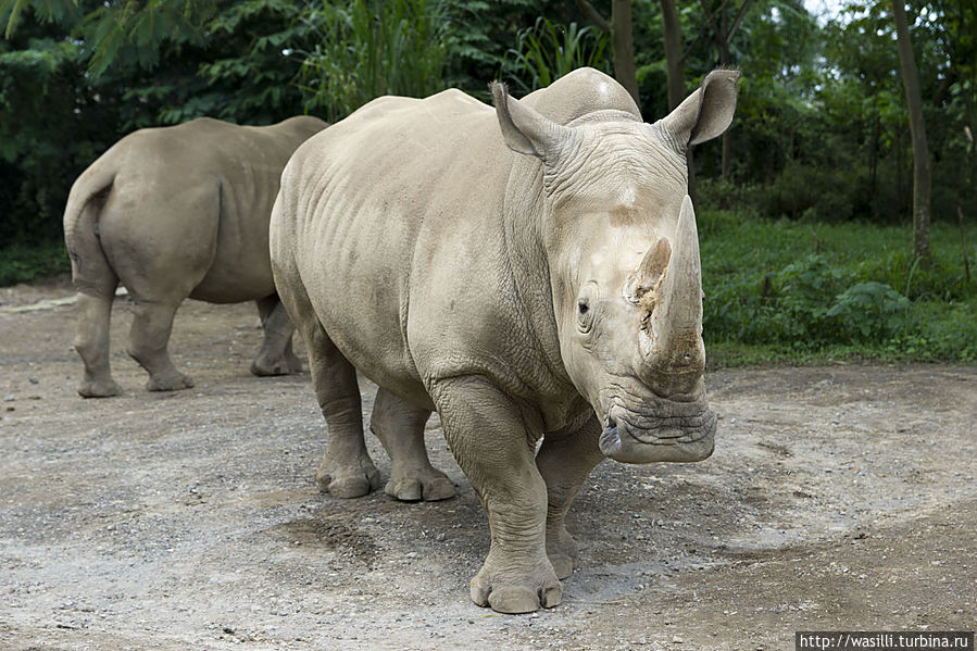 Вышел нас поприветствовать... Вышел нас поприветствовать...