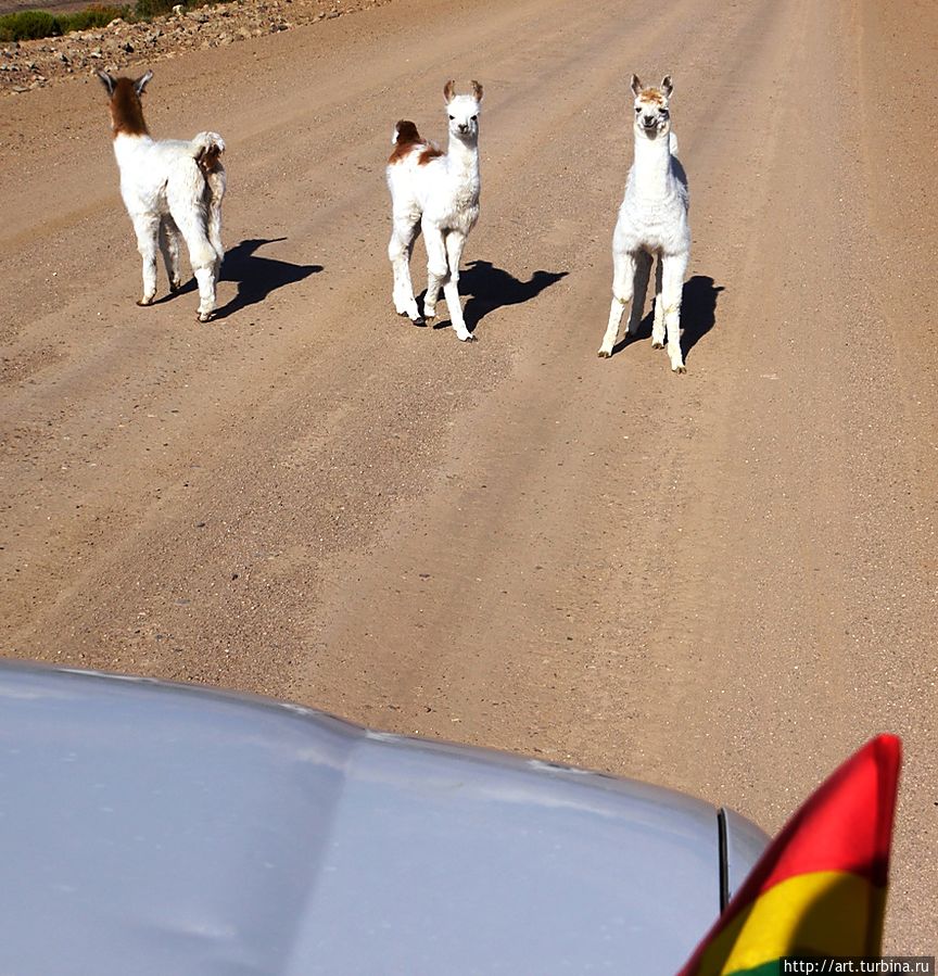 когда мы возвращались обратно дорогу перегородили три смелых ламалыша, словно не желая отпускать нас Уюни, Боливия