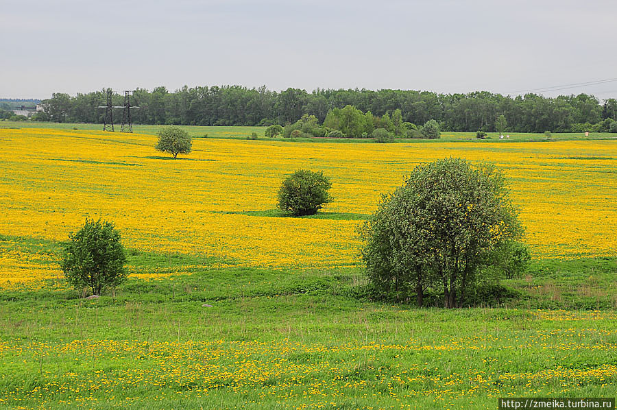 От памятника сразу начинаются поля, в это время года красиво цветущие. От памятника сразу начинаются поля, в это время года красиво цветущие.