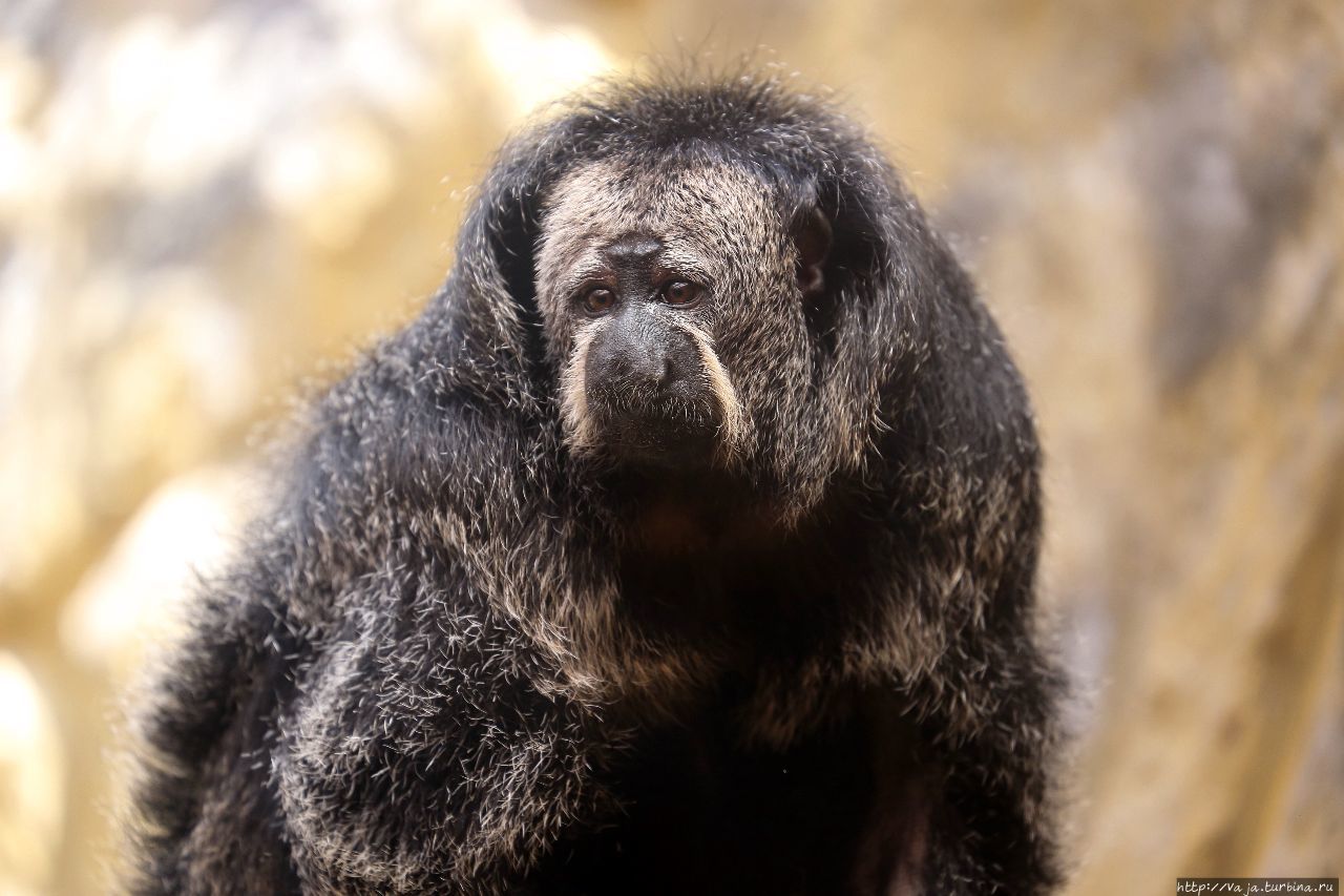 Зоопарк Лимы. Перу Лима, Перу Зоопарк Лимы. Перу Лима, Перу